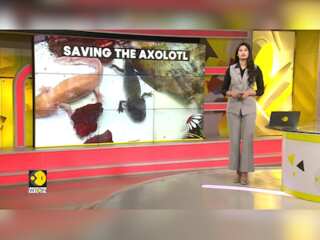 Axolotls: Immortal, yet going extinct