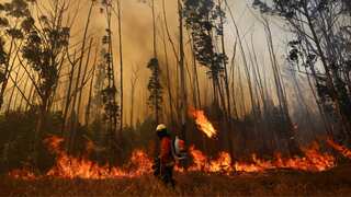 Brazil: Wildfire burns 20 per cent of forest, arson suspected