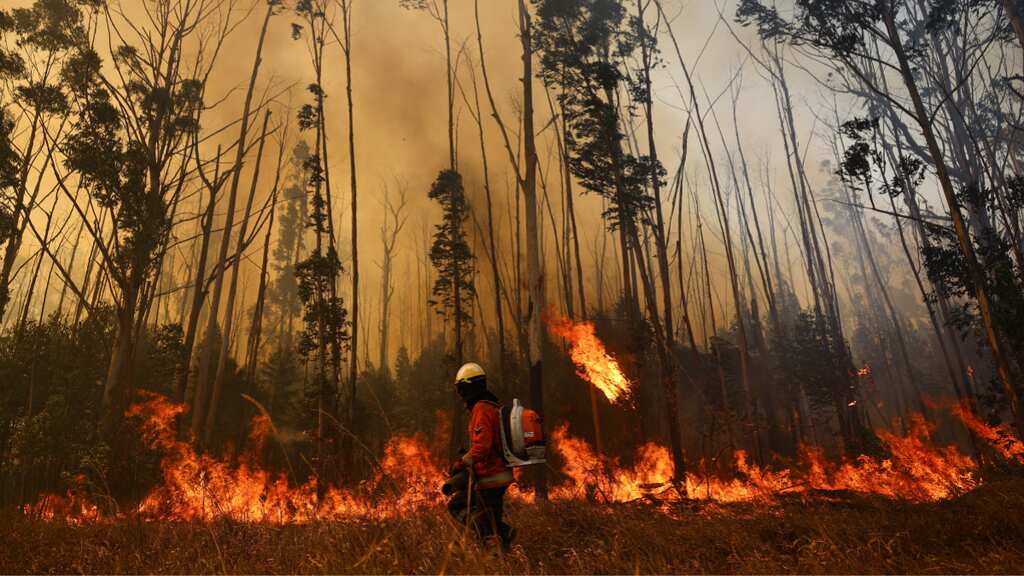 Brazil: Wildfire burns 20 per cent of forest, arson suspected