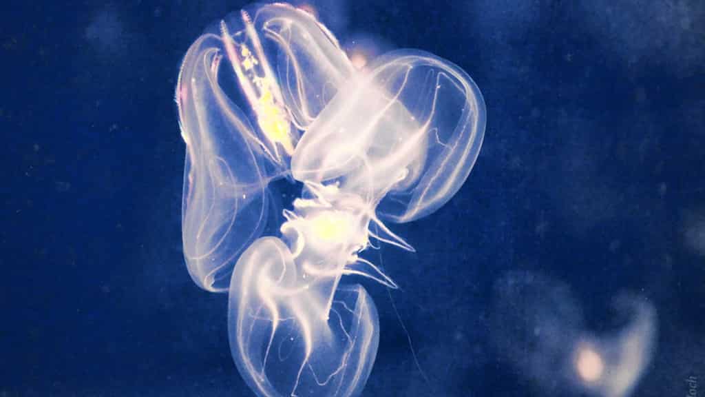 Sea creature that can switch to its baby form is basically time-travelling