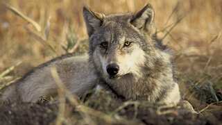 California is seeing the return of a wild animal after 100 years. 'We’ve been invaded'