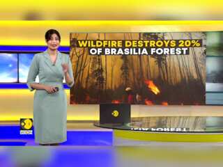 Wildfire destroys 20% of Brasilia forest: Fire cloaks the city in gray smoke