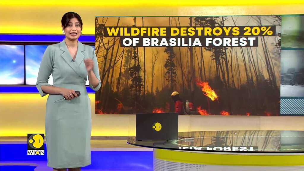 Wildfire destroys 20% of Brasilia forest: Fire cloaks the city in gray smoke