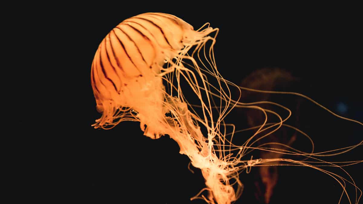 Jellyfish native to China have reached the oceans of Canada. Should you be worried? Jellyfish native to China have reached the oceans of Canada. Should you be worried?
