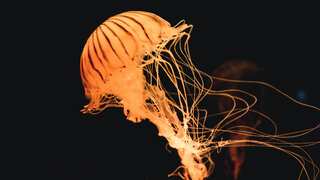 Jellyfish native to China have reached the oceans of Canada. Should you be worried?