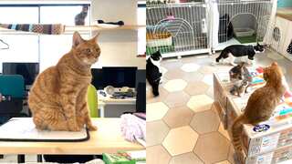 This Japanese company employs cats and they all have designations. Chaircat is above the boss
