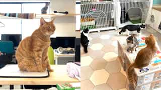 This Japanese company employs cats and they all have designations. Chaircat is above the boss
