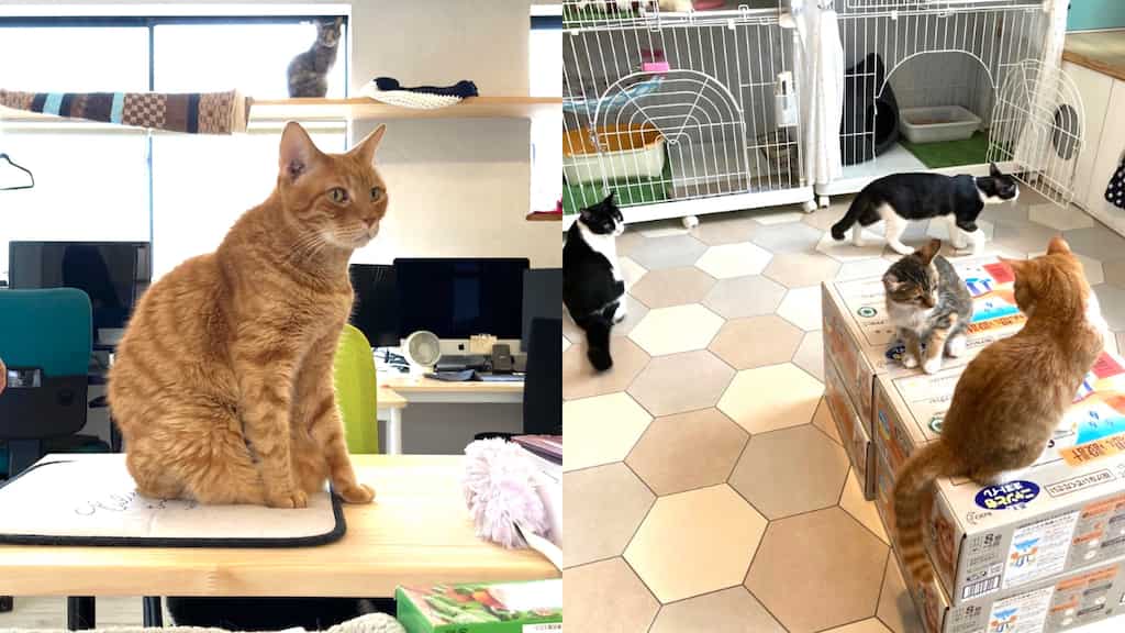 This Japanese company employs cats and they all have designations. Chaircat is above the boss