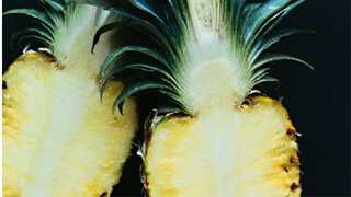 Spanish youth finds connection through code pineapple, here is what you need to know