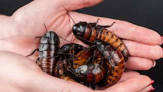 Chinese man inhales cockroach in sleep, insect remains lodged in airway for three days