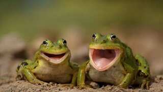 Laughing frog gets added to Australia's fauna. Here's what it is...
