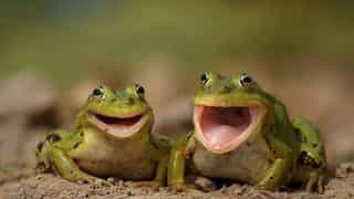 Laughing frog gets added to Australia's fauna. Here's what it is...