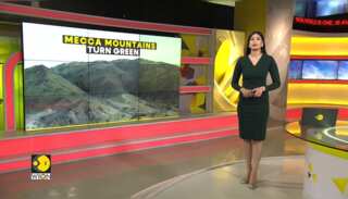 Mountains in Makkah turn green after heavy rainfall