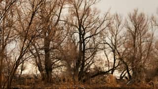 What caused the Great Dying 252 million years ago? We may finally know