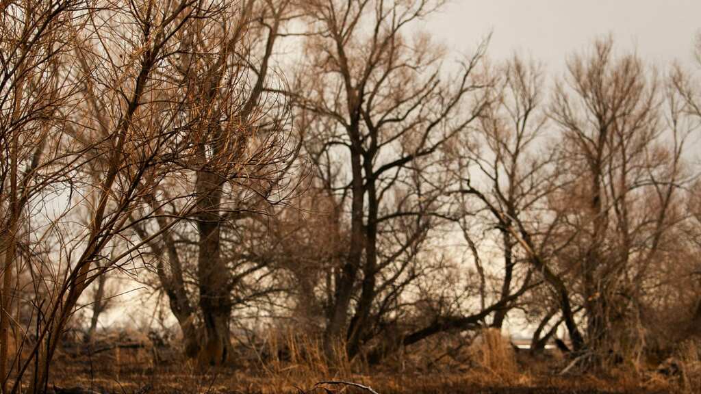 What caused the Great Dying 252 million years ago? We may finally know