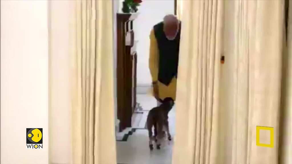 Indian PM Modi welcomes new born calf 'Deepjyoti' at his residence in New Delhi