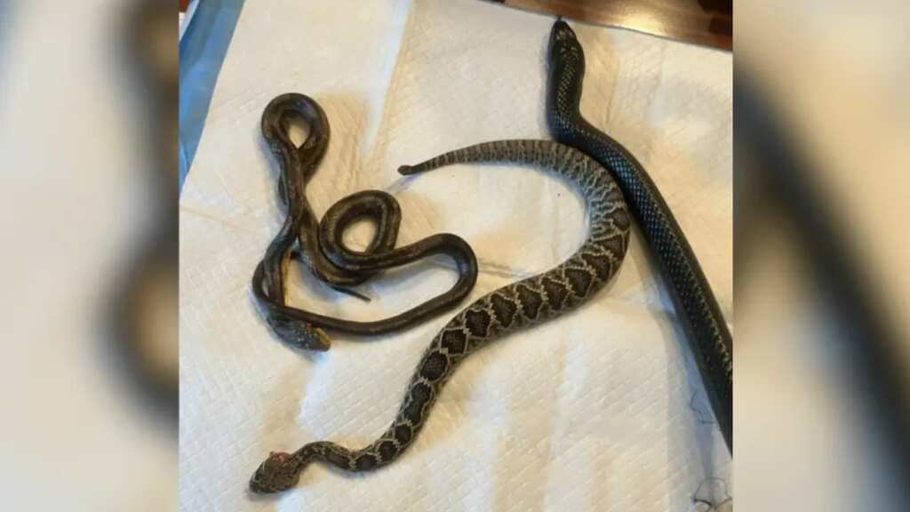 Four-foot snake throws up 2 other vermins, one comes alive an hour later
