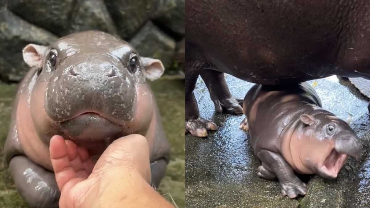 Watch: Viral baby pygmy hippo who has inspired make-up looks, merchandise  and more - Trending News, image size:1200x675