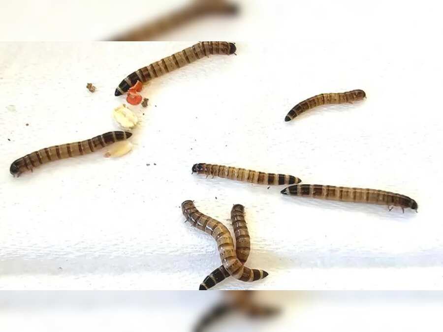 What is mysteriously killing superworms across the US? Scientists finally know