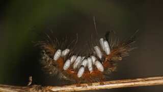 Scientists discover 'horror' alien-like wasp that burst out from bellies of living flies