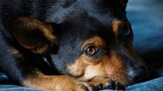 Chinese man violently kills dog by throwing it on the ground after pet chases his granddaughter