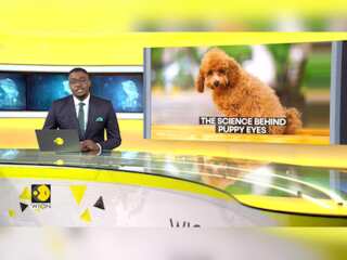 Decoding the allure of 'puppy eyes'