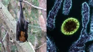 India: 24-year-old man dies of Nipah virus in Kerala; contact list of 151 people identified