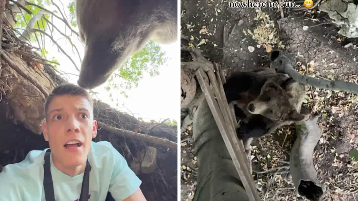 Watch: Man enters bear den, finds frightening beast back home. Here's what happens next