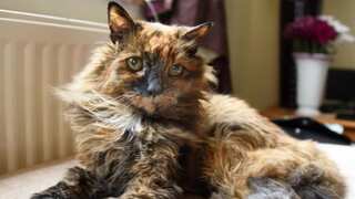 World's 'oldest cat' Rosie passes away at 33, owner reminisces 'time together'