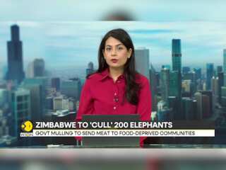 Zimbabwe orders culling of 200 elephants amid food shortages