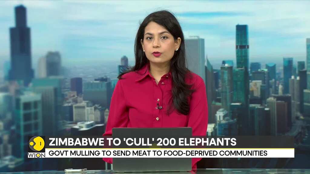 Zimbabwe orders culling of 200 elephants amid food shortages