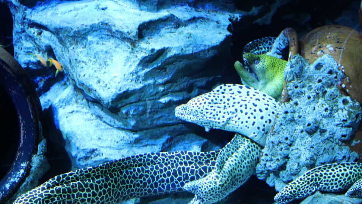 These eels are electric. Here's how they can generate electricity