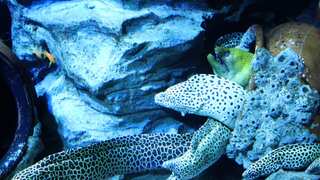 These eels are electric. Here's how they can generate electricity