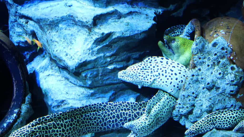 These eels are electric. Here's how they can generate electricity