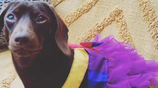Lesbian woman who called 'gender-fluid' dachshund 'male' awarded $82,933 in legal battle