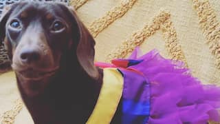 Lesbian woman who called 'gender-fluid' dachshund 'male' awarded $82,933 in legal battle
