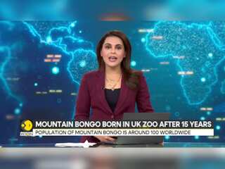 Mountain Bongo born in UK Zoo after 15 years