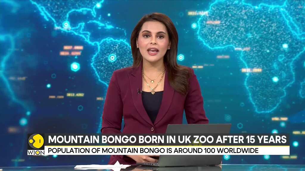 Mountain Bongo born in UK Zoo after 15 years