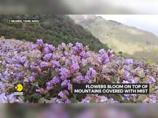 Neelakurinji Blossoms Again After 12  Years; Nilgiris Sees Huge Flow Of Tourists