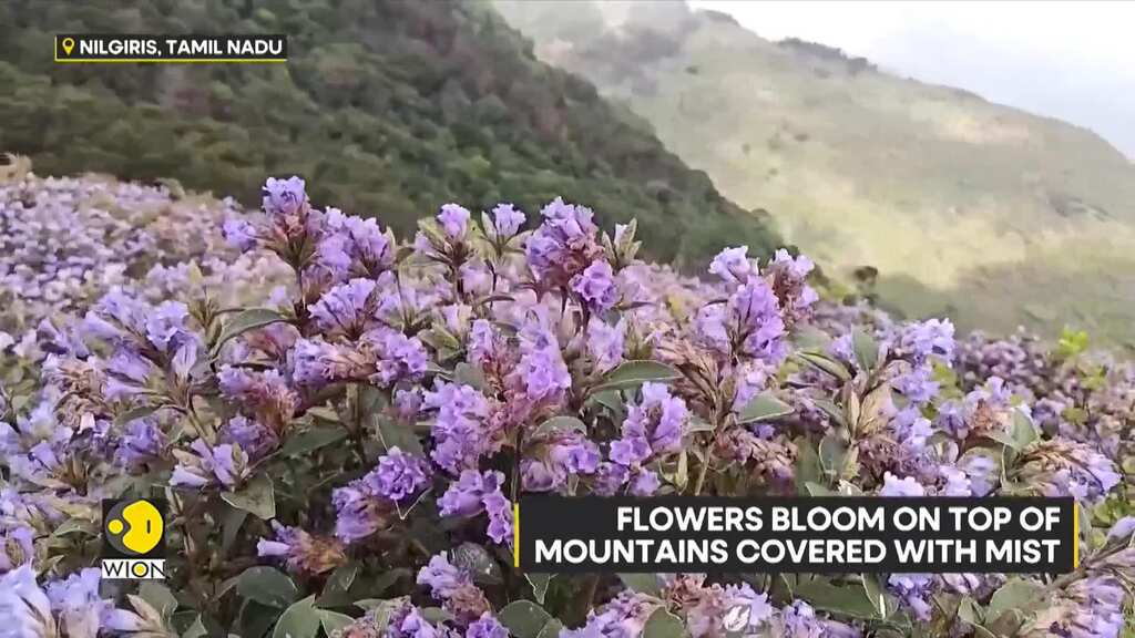 Neelakurinji Blossoms Again After 12  Years; Nilgiris Sees Huge Flow Of Tourists