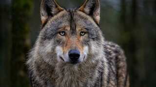 Shocking! British school allows a child to identify himself as a wolf. Here's why
