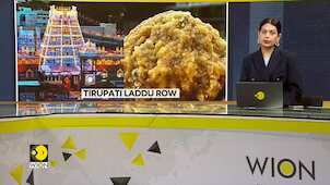 Tirupati Laddu Controversy: Chandrababu Naidu Alleges Animal Fat in Tirupati's 'Laddu Prasadam'