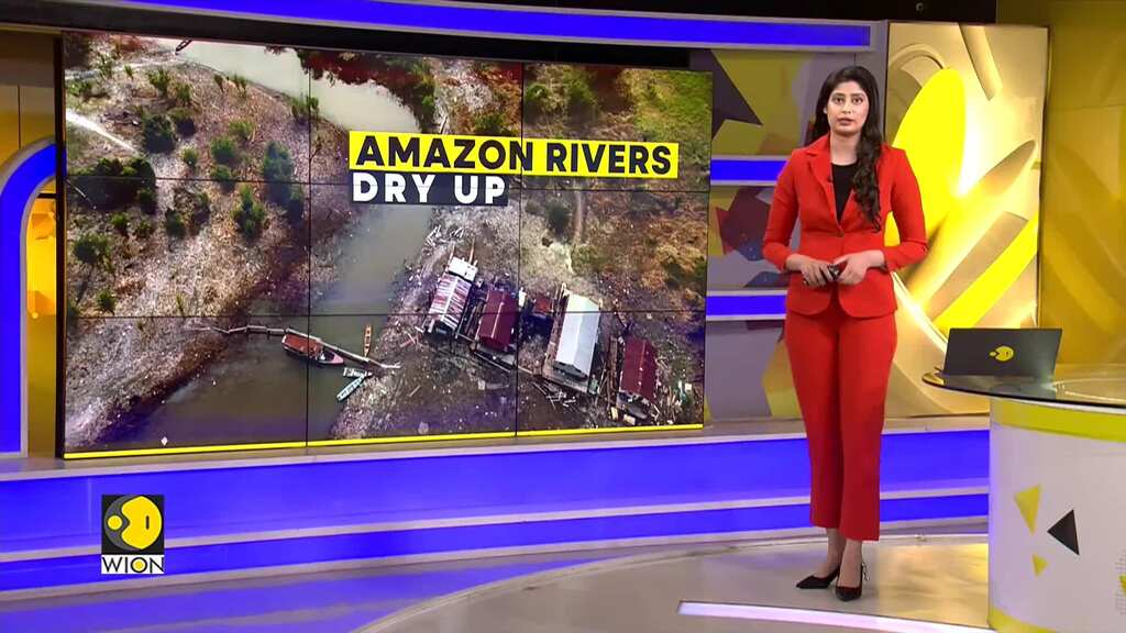 Dolphins in Amazon die due to shallow rivers