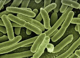 Deadly fungal infections spreading like 'silent pandemic', can kill 40mn people in just 25 years: Study