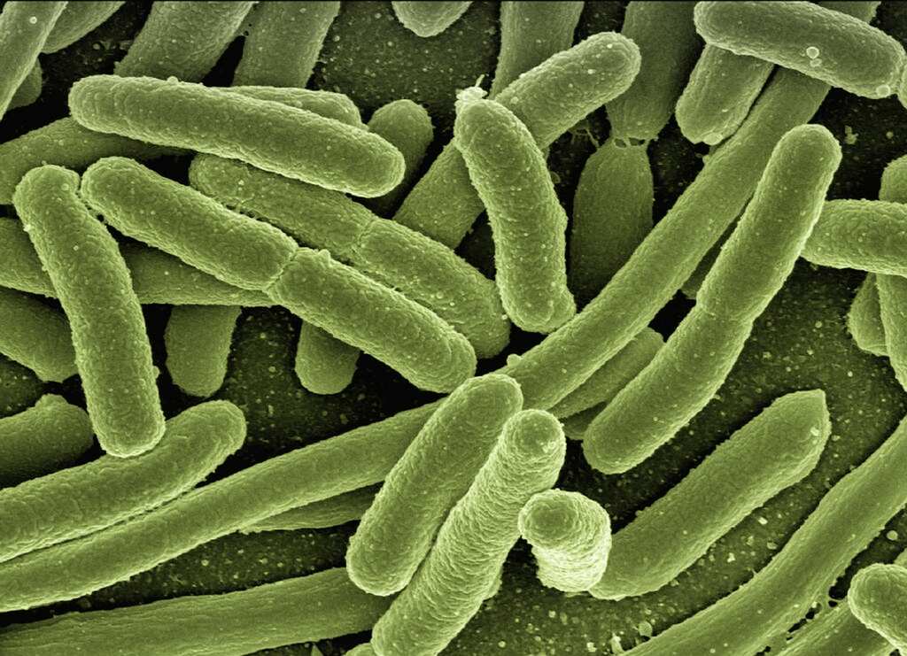 Deadly fungal infections spreading like 'silent pandemic', can kill 40mn people in just 25 years: Study