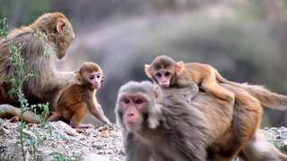'Monkey attack' saves 6-year-old girl from sexual assault in UP's Baghpat, accused on the run