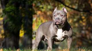 XL Bully dogs found beheaded, dead in cage following ban in England