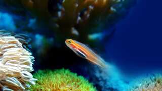 Will marine life disappear in the oceans as they continue to become too acidic? Scientists say...