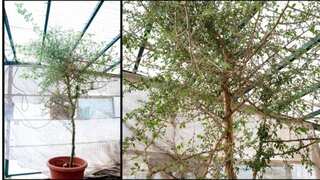 Scientists claim 1,000-year-old seed is of Biblical tree that may be hiding cure for cancer