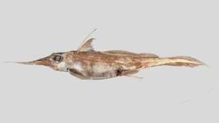 Scientists discover new species of rare ghost shark in New Zealand waters